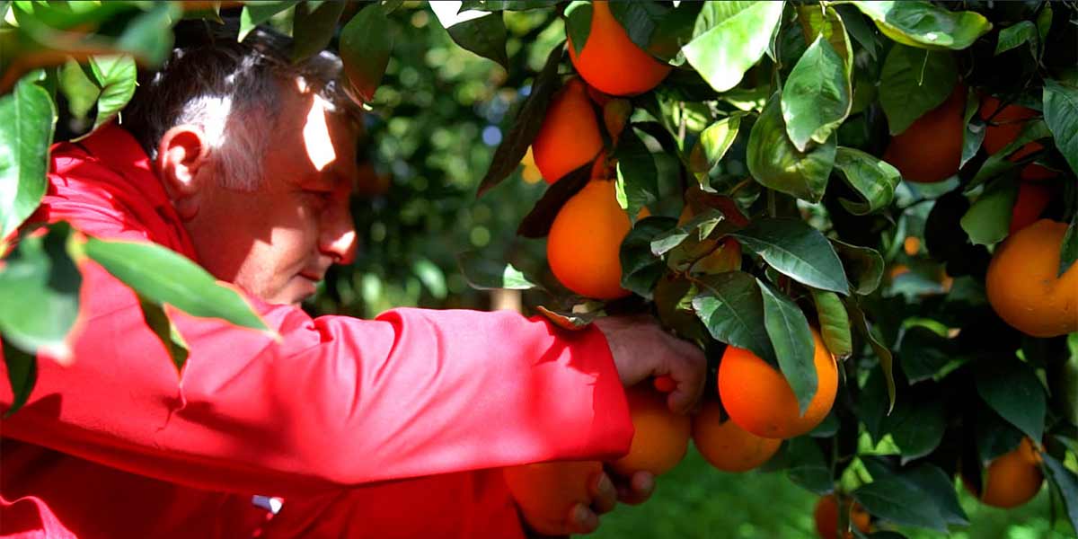 Le Arance rosse di Sicilia conquistano il piccolo schermo su 7Gold